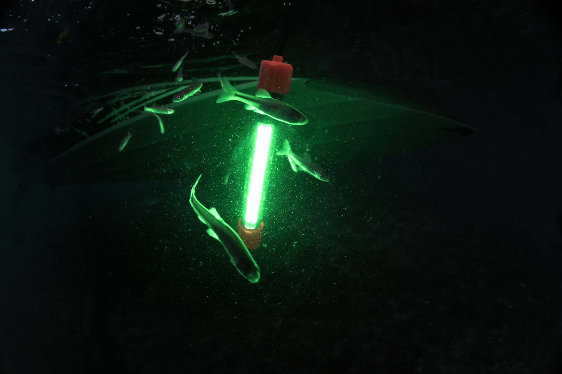 Green submersible fishing light attracting fish